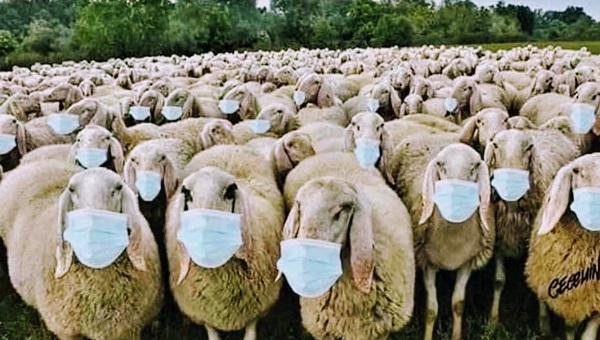 sheep-with-masks.jpg
